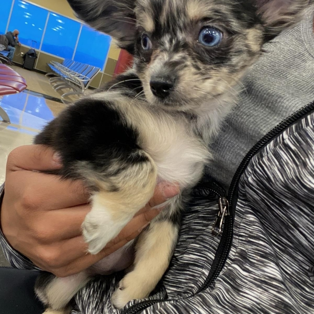 Gracie - Picture 2 of 4